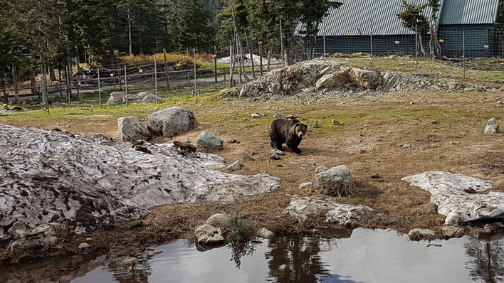 Bear Alaska Wildlife
